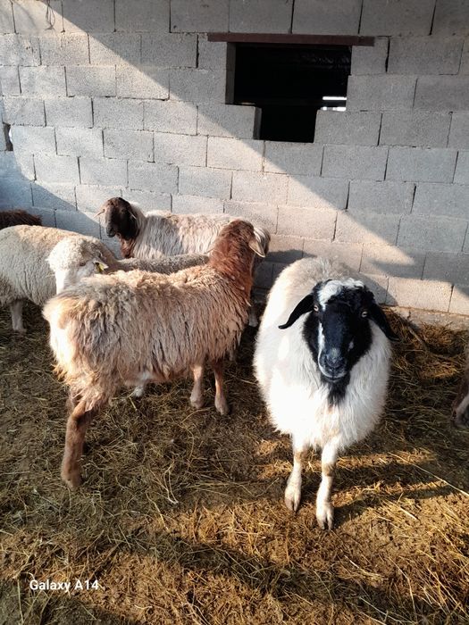 Шаруа кои сатылады барі буаз