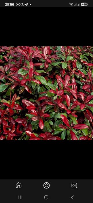 Фатина гуллар калина