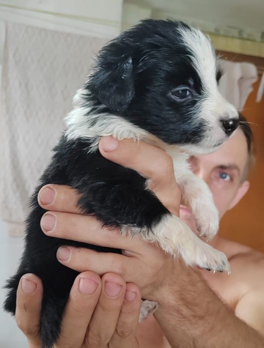 Отдам  даром в добрые руки