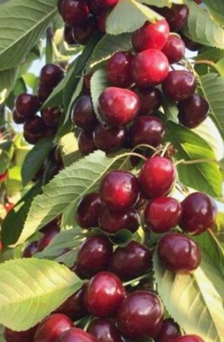 Pomi Fructiferi Columnari (CIRES)