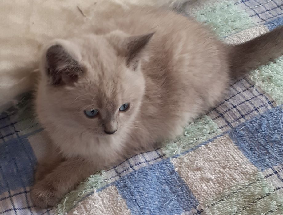 Котята бесплатно