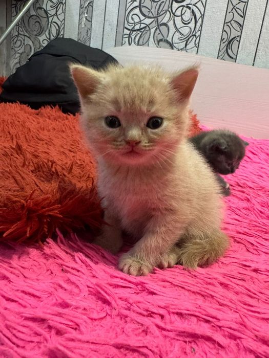 Продам котят бриташки