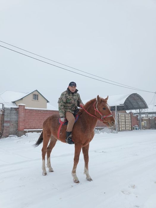 Құнан, жеребец, кунан, жылқы, ат, айғыр