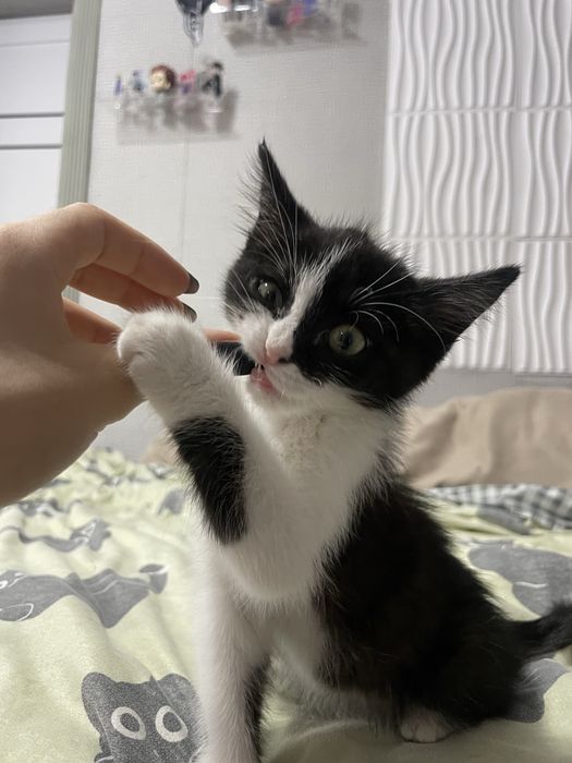 отдаем котенка в добрые руки