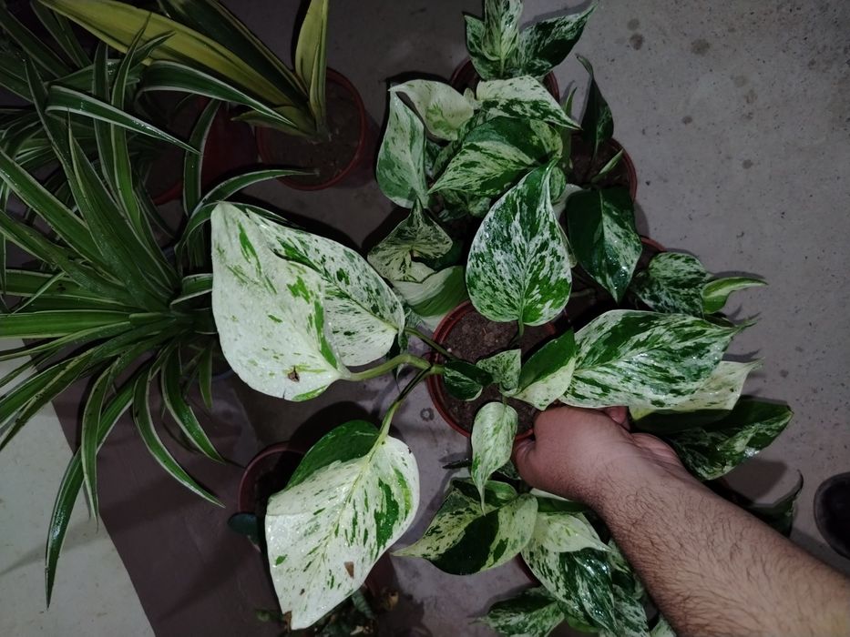 Сцендаптус-Эпипремнум, Сортовые