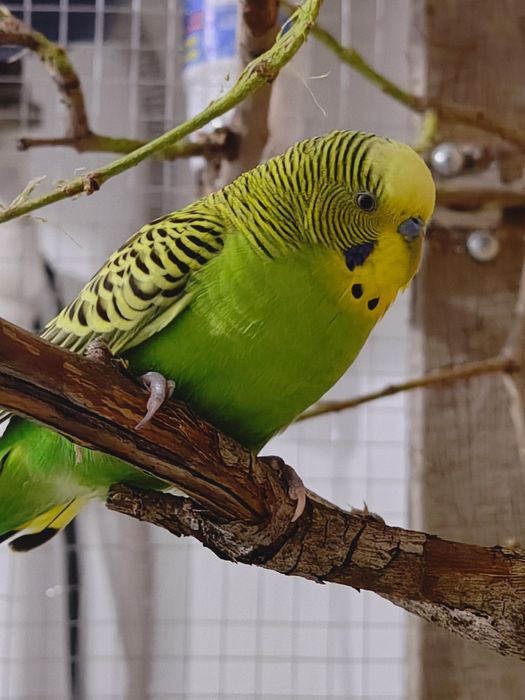 Продам Попугаев Волнистые