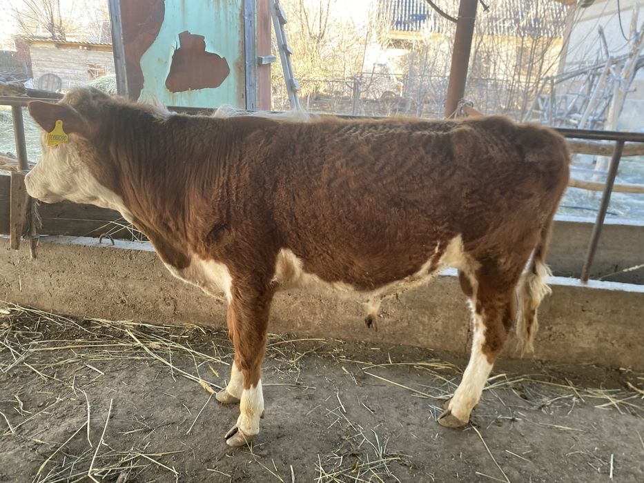 бір жасар буқа сатылады