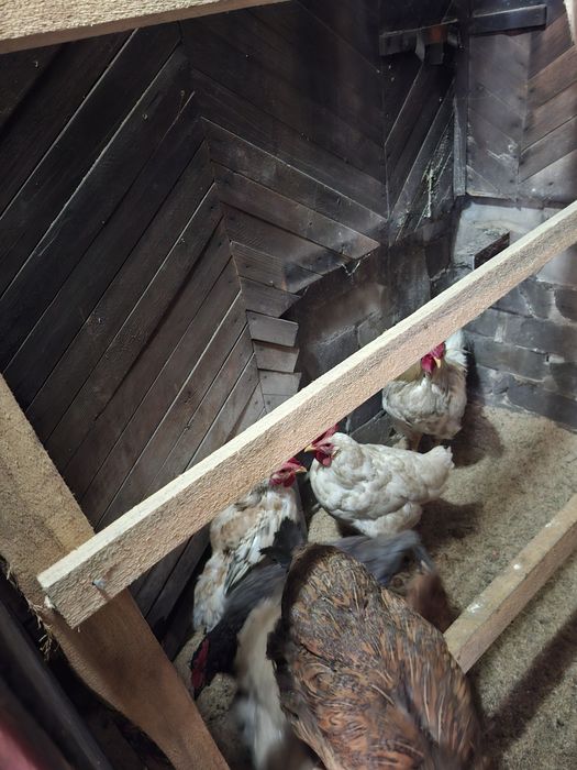 Продам несушек  в хорошом состояние. Кушают по немножку