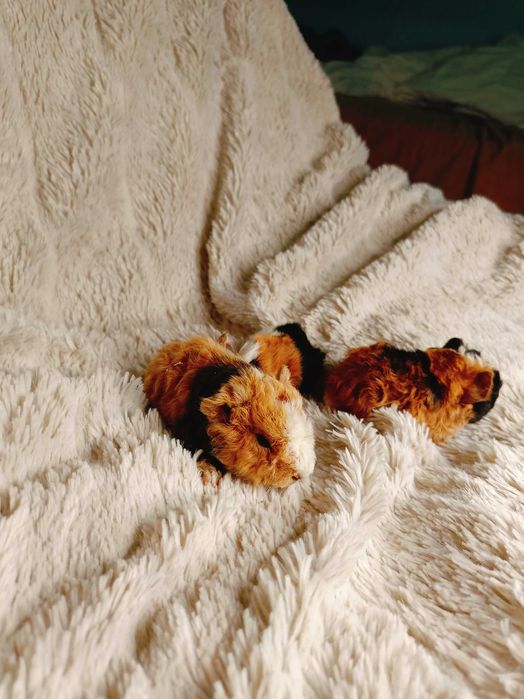 Морски свинчета альпако и зайчета