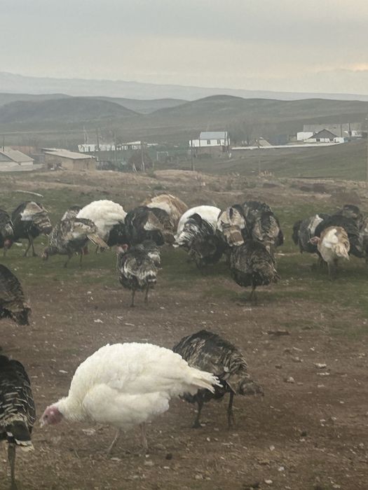 Индюк продается