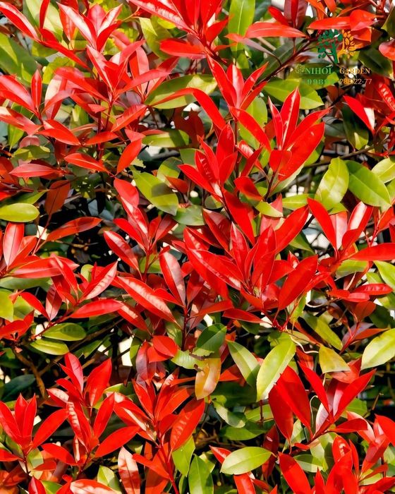 Фотиния кучатларига заказ оламиз оптом