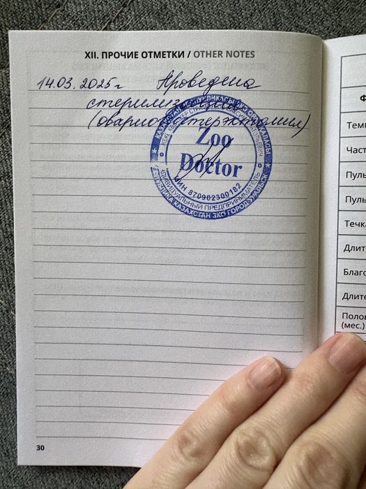 Отдам кошечку в добрые руки!