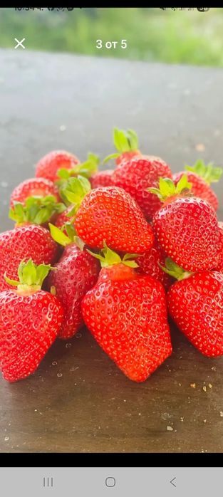 Продавам расад ягоди и малини