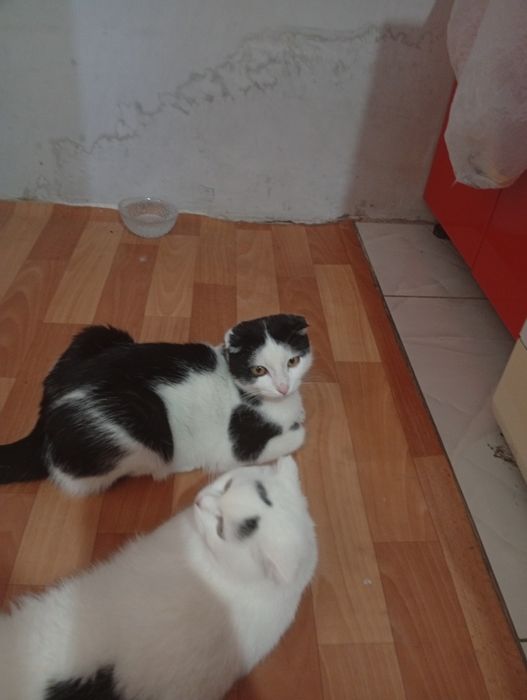 Отдам бесплатной