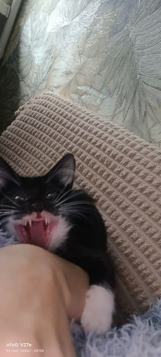 Отдам котенка в добрые руки