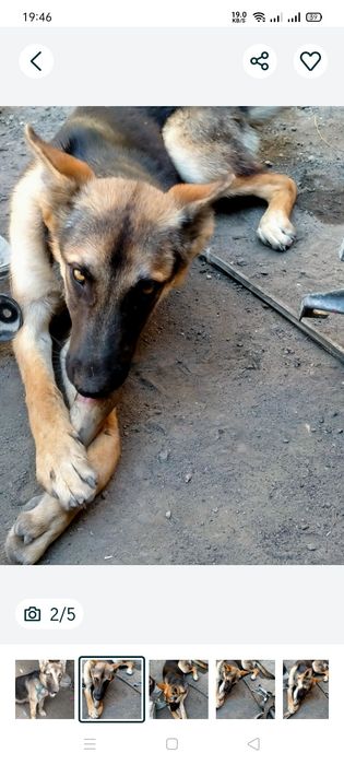 Продам немецкую овчарку срочно девочка