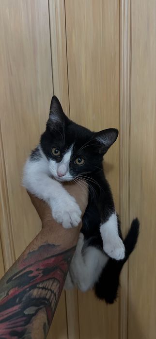 Spre adoptie doua pisici frumoase