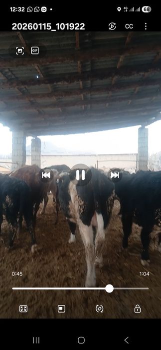 40  бас жемде тур сатлад