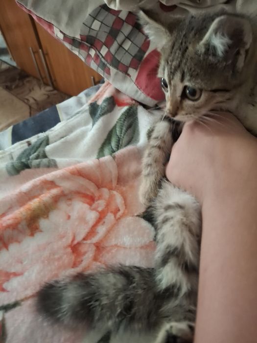 Котенок 4 мессяца