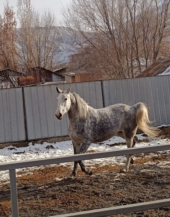 Орловская рысачка