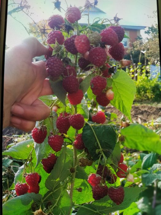 Саженцы малины Карамелька