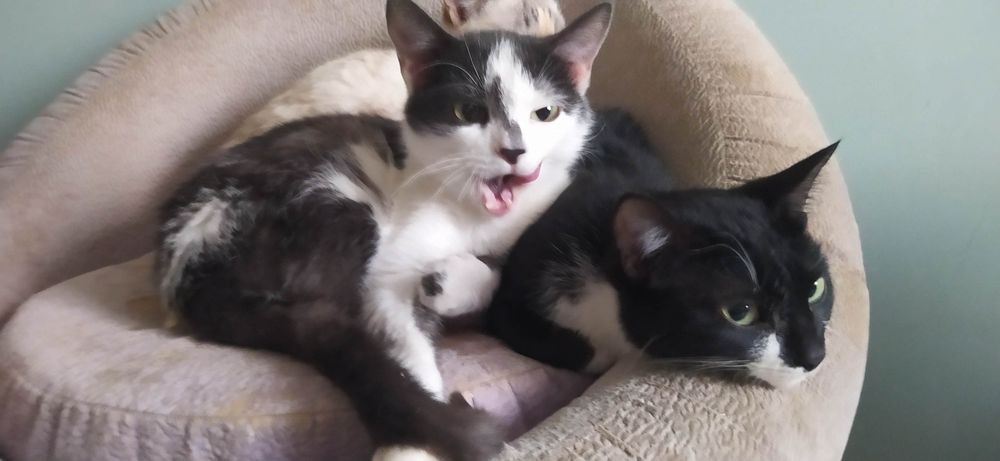 Отдам кошечек и котов