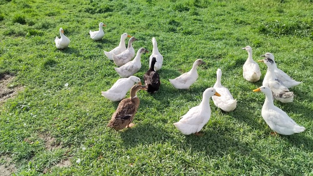 Үйрек сатылады бағасы 7000