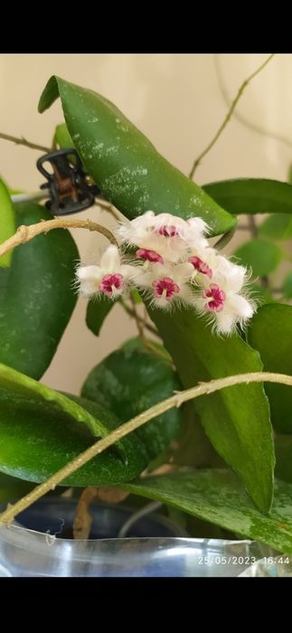 Хоя-восъчно цвете,различни видове