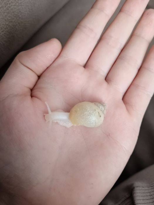 Улитки Ахатины, 2 месяца