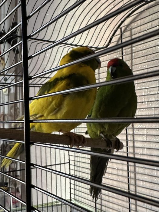 Двойка млади Какарики със клетка – мъжки и женска