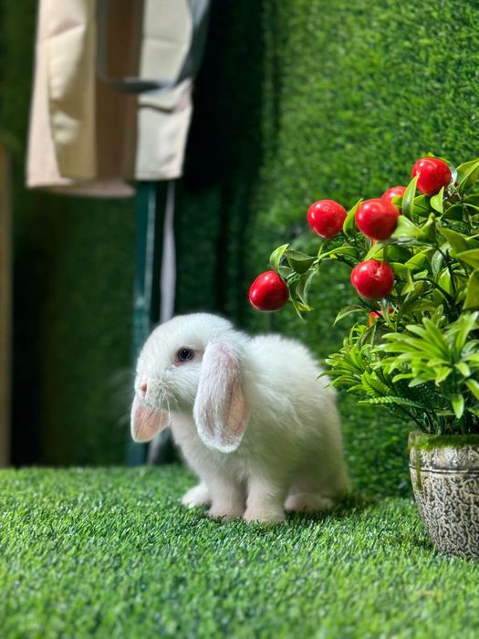 Quyon Кролик Декоративные Кролики карлик баран