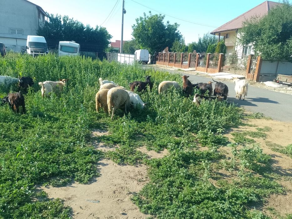 Capre de lapte, iezi si cârlani