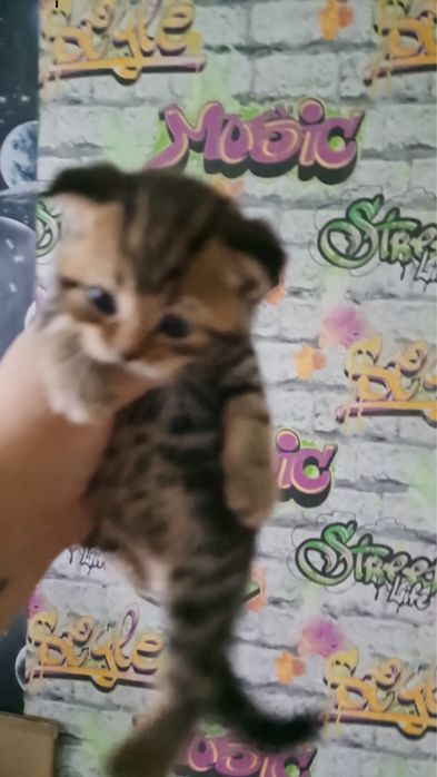 продам котят породы Скоттиш фолд
