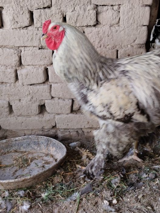 Gigant burama tovuq tuxumi sotiladi