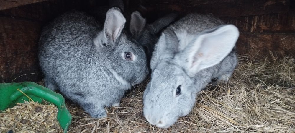 Продам кроликов не дорого