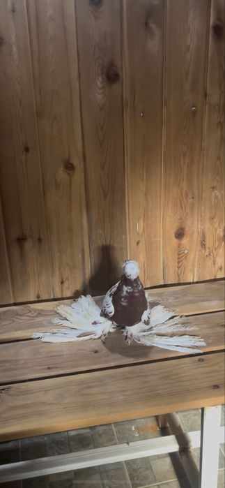 Капкан самка чинка