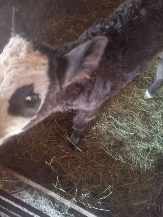 Vand vitea metis bruna cu baltata.