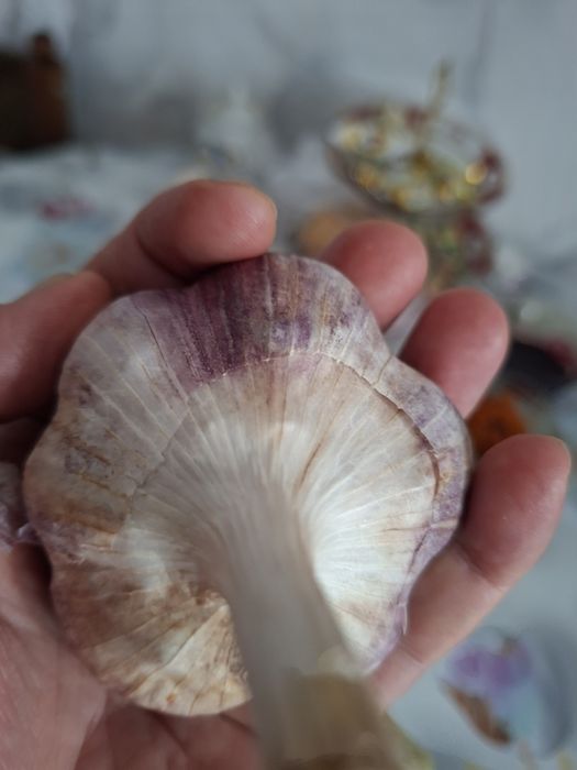 Продам чеснок озимый