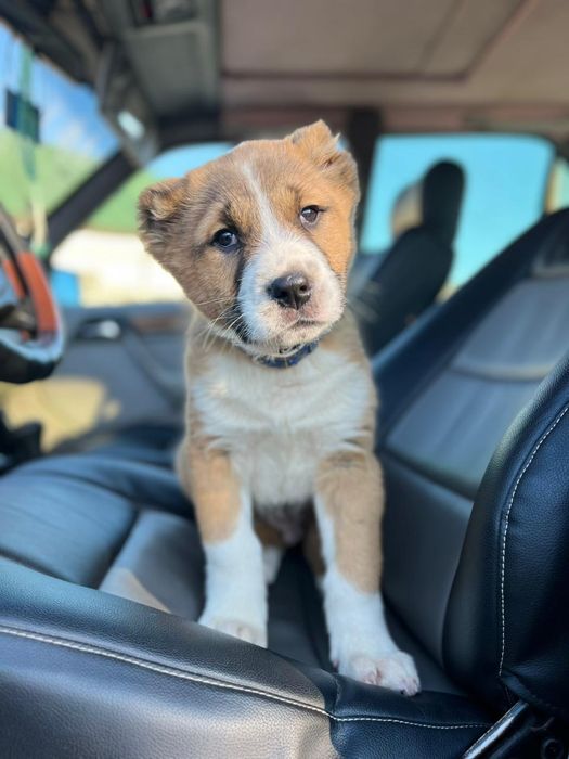 Чистокровная САО