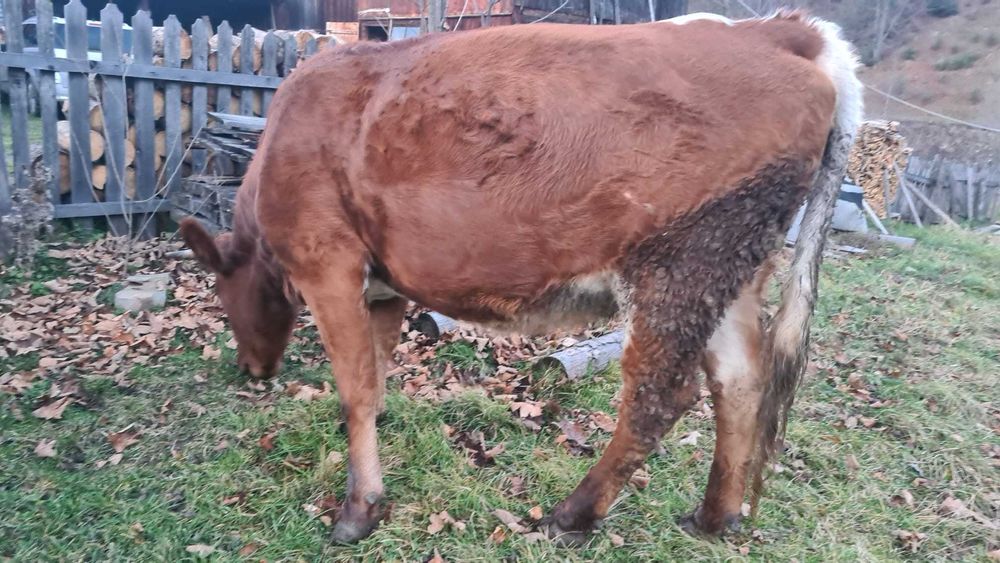 Vaca de vanzare gestanta