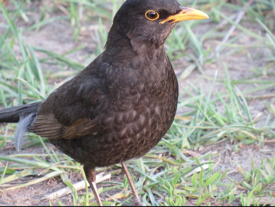 Qora shaq shaq  sotiladi yilli boqilgan quw sayroda