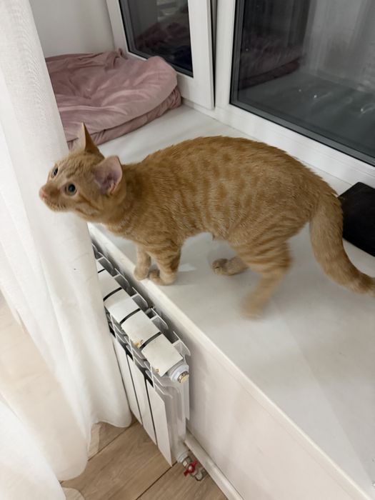Отдадим кошечку в хорошее руки