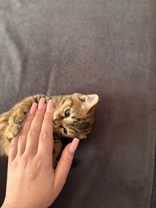 Отдам в хорошие руки