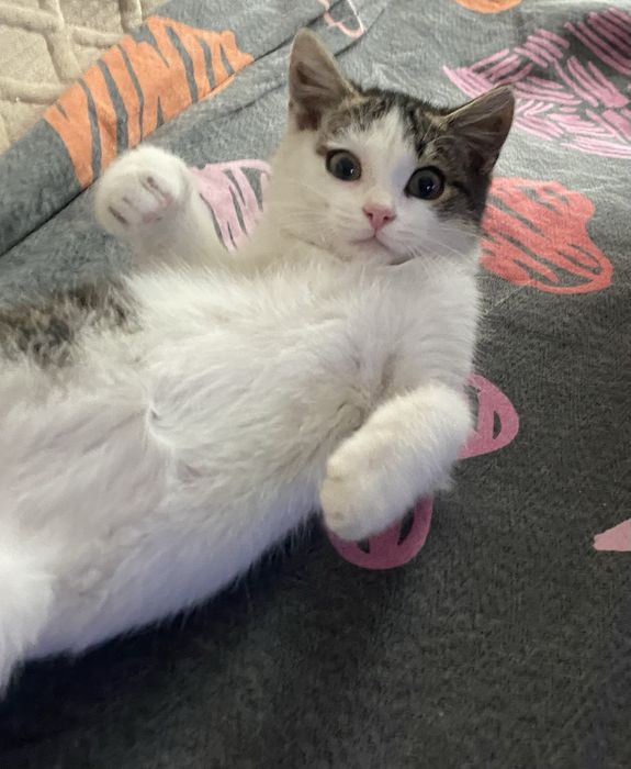 Котик 3 мес.в добрые руки