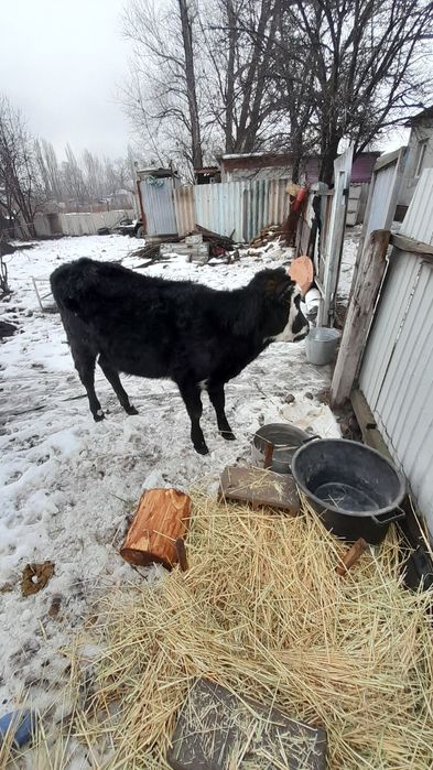 Бұзау сатылады ұршашы