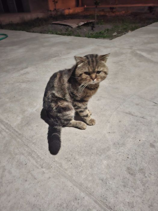 Кот 2.5 года скотиш страйт