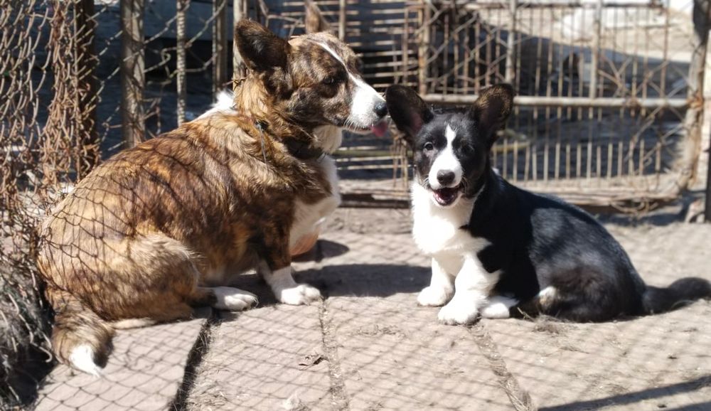 Щенки вельш корги кардиган