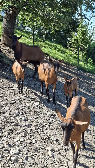 Alpina de vânzare, găini outoare, rate-boboci lesesti .