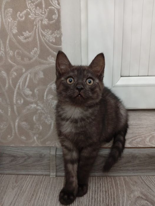 Отдам котят в добрые руки