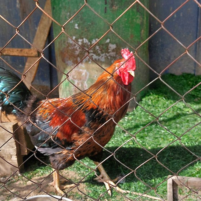 Продам петуха домашнего